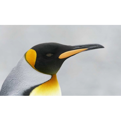 South Georgia Island King penguin head